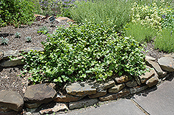 Maid Of Orleans Jasmine (Jasminum sambac 'Maid Of Orleans') at Make It Green Garden Centre