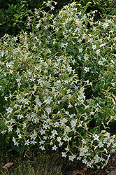 Flowering Tobacco (Nicotiana alata) at Make It Green Garden Centre