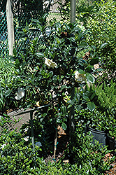 Gardenia (tree form) (Gardenia jasminoides '(tree form)') at Make It Green Garden Centre