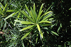 Shrubby Podocarpus (Podocarpus macrophyllus 'Maki') at Make It Green Garden Centre