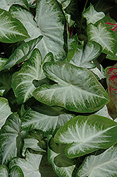 Aaron Caladium (Caladium 'Aaron') at Make It Green Garden Centre