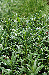 Spice Islands Rosemary (Rosmarinus officinalis 'Spice Islands') at Make It Green Garden Centre