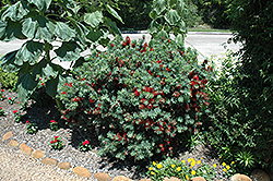 Little John Dwarf Bottlebrush (Callistemon citrinus 'Little John') at Make It Green Garden Centre