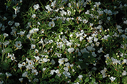 Atlas White Bacopa (Sutera cordata 'Atlas White') at Make It Green Garden Centre