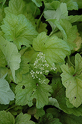 Electric Lime Coral Bells (Heuchera 'Electric Lime') at Make It Green Garden Centre