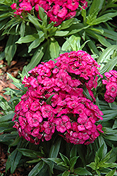 Barbarini Rose Sweet William (Dianthus barbatus 'Barbarini Rose') at Make It Green Garden Centre