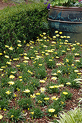 Voltage Yellow African Daisy (Osteospermum 'Voltage Yellow') at Make It Green Garden Centre