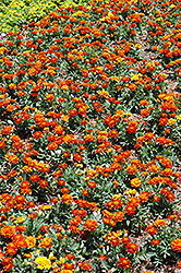 Durango Red Marigold (Tagetes patula 'Durango Red') at Make It Green Garden Centre