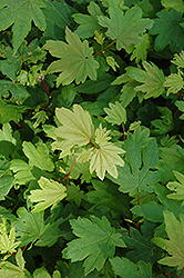 W.B. Hoyt Vine Maple (Acer circinatum 'W.B. Hoyt') at Lurvey Garden Center