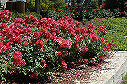 Cinco de Mayo Rose (Rosa 'Cinco de Mayo') at Lurvey Garden Center