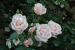 New Dawn Rose (Rosa 'New Dawn') at Make It Green Garden Centre