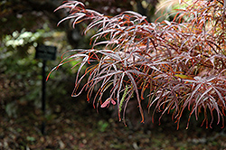 Hubb's Red Willow Japanese Maple (Acer palmatum 'Hubb's Red Willow') at Make It Green Garden Centre