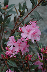 Aglo Rhododendron (Rhododendron 'Aglo') at Make It Green Garden Centre