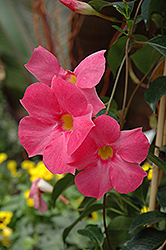 Sun Parasol Pretty Pink Mandevilla (Mandevilla 'Sun Parasol Pretty Pink') at Make It Green Garden Centre