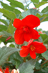 Illumination Orange Begonia (Begonia 'Illumination Orange') at Make It Green Garden Centre