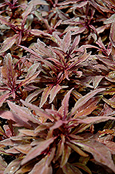 ColorBlaze Velvet Mocha Coleus (Solenostemon scutellarioides 'Velvet Mocha') at Make It Green Garden Centre