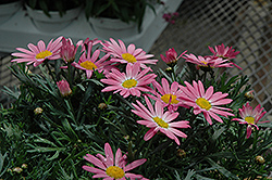 Angelic Giant Pink Marguerite Daisy (Argyranthemum frutescens 'Angelic Giant Pink') at Lurvey Garden Center