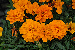 Durango Tangerine Marigold (Tagetes patula 'Durango Tangerine') at Make It Green Garden Centre