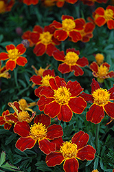 Disco Red Marigold (Tagetes patula 'Disco Red') at Make It Green Garden Centre