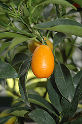 Nagami Kumquat (Citrus japonica 'Nagami') at Make It Green Garden Centre