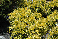 Sea Of Gold Juniper (Juniperus x media 'Sea Of Gold') at Make It Green Garden Centre