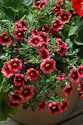 Superbells Coralberry Punch Calibrachoa (Calibrachoa 'Superbells Coralberry Punch') at Make It Green Garden Centre
