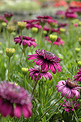3D Purple African Daisy (Osteospermum '3D Purple') at Make It Green Garden Centre