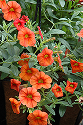 Superbells Dreamsicle Calibrachoa (Calibrachoa 'INCALDRSIM') at Make It Green Garden Centre