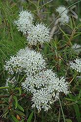 Labrador Tea (Rhododendron groenlandicum) at Make It Green Garden Centre