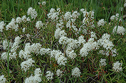 Labrador Tea (Rhododendron groenlandicum) at Make It Green Garden Centre