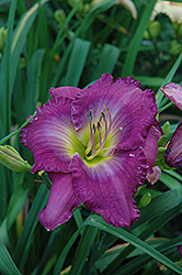 Uncharted Waters Daylily (Hemerocallis 'Uncharted Waters') at Make It Green Garden Centre