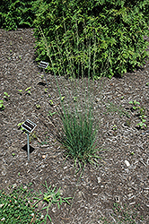 Goldgehaenge Tufted Hair Grass (Deschampsia cespitosa 'Goldgehaenge') at Make It Green Garden Centre