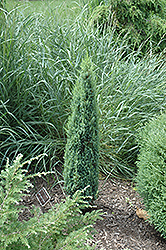 Pencil Point Juniper (Juniperus communis 'Pencil Point') at Make It Green Garden Centre