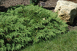 Russian Cypress (Microbiota decussata) at Make It Green Garden Centre