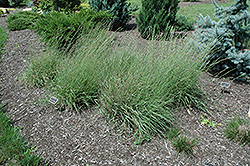 Sideoats Grama (Bouteloua curtipendula) at Lurvey Garden Center