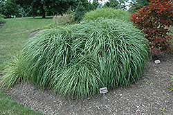 Adagio Maiden Grass (Miscanthus sinensis 'Adagio') at Lurvey Garden Center