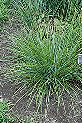 Blue-green Moor Grass (Sesleria heufleriana) at Make It Green Garden Centre