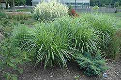 Silberfeder Maiden Grass (Miscanthus sinensis 'Silberfeder') at Make It Green Garden Centre