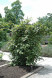 Red Beauty Kiwi (Actinidia kolomikta 'Red Beauty') at Lurvey Garden Center