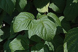 Red Beauty Kiwi (Actinidia kolomikta 'Red Beauty') at Lurvey Garden Center