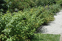 Heritage Raspberry (Rubus 'Heritage') at Make It Green Garden Centre