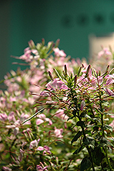 Clio Magenta Spiderflower (Cleome 'Clio Magenta') at Make It Green Garden Centre