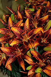 Lily Looks Tiny Orange Sensation Lily (Lilium 'Tiny Orange Sensation') at Make It Green Garden Centre