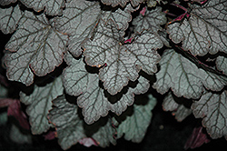 Twilight Foamy Bells (Heucherella 'Twilight') at Make It Green Garden Centre