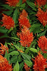 Kelos Orange Celosia (Celosia 'Kelos Orange') at Make It Green Garden Centre