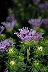 Mel's Blue Aster (Stokesia laevis 'Mel's Blue') at Make It Green Garden Centre