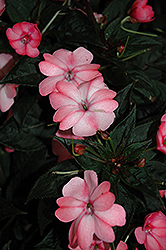 SunPatiens Compact Blush Pink New Guinea Impatiens (Impatiens 'SunPatiens Compact Blush Pink') at Make It Green Garden Centre