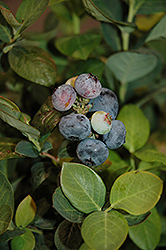 Peach Sorbet Blueberry (Vaccinium 'ZF06-043') at Make It Green Garden Centre