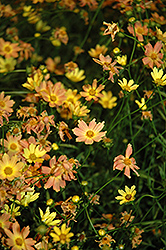 Creme Caramel Tickseed (Coreopsis 'Novcorcar') at Make It Green Garden Centre