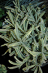 Platinum Blonde Lavender (Lavandula angustifolia 'Momparler') at Make It Green Garden Centre
